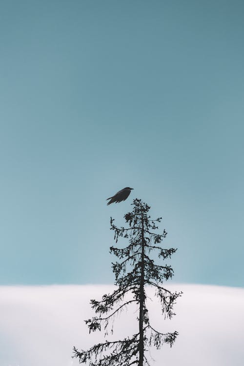 Free Flight Of Black Bird Above Tree Stock Photo