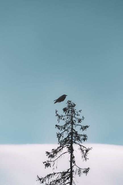 Beautiful Flying Bird