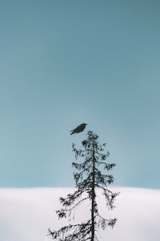 一只孤独的鸟栖息在晴空下的树上，捕捉到了宁静与自然之美