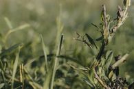 Close-up of a praying mantis on a plant, surrounded by lush greenery.