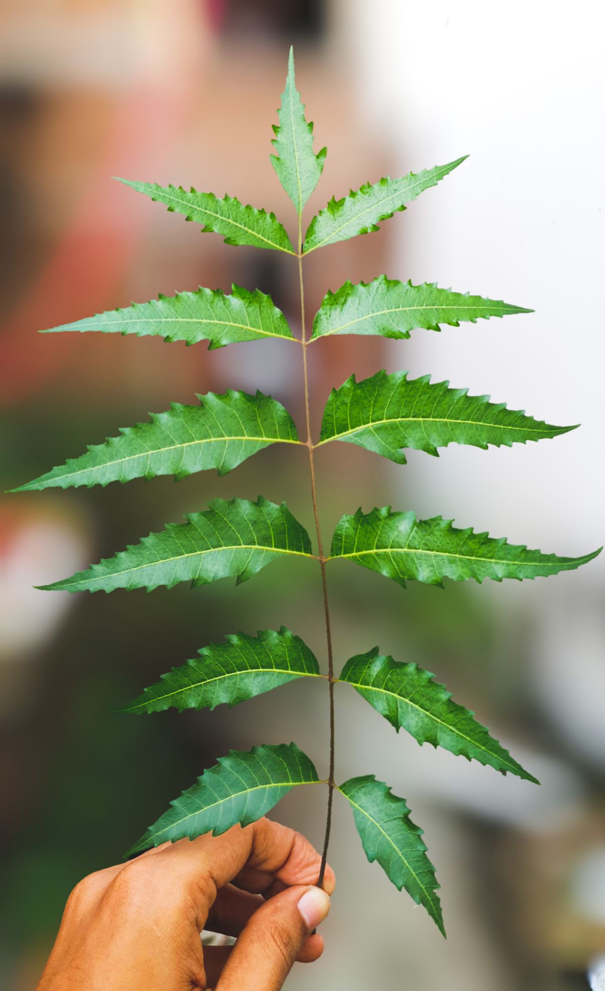 Fresh neem leaves representing natural Ayurvedic ingredients