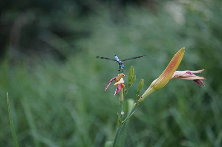 A Dragonfly Flying Near Wilted Flower