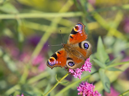 Free Peacock Butterfly Perched on a Pink Flower. Stock Photo