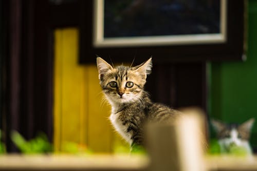 Gratis Foto stok gratis anak kucing, belum tua, binatang Foto Stok