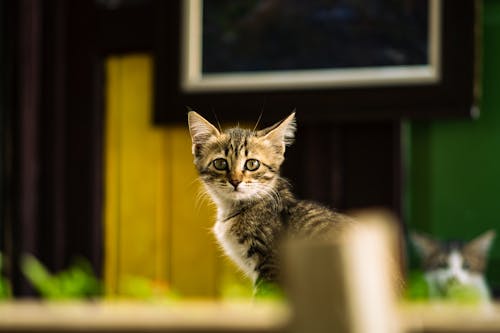 A Gray Tabby Kitten 