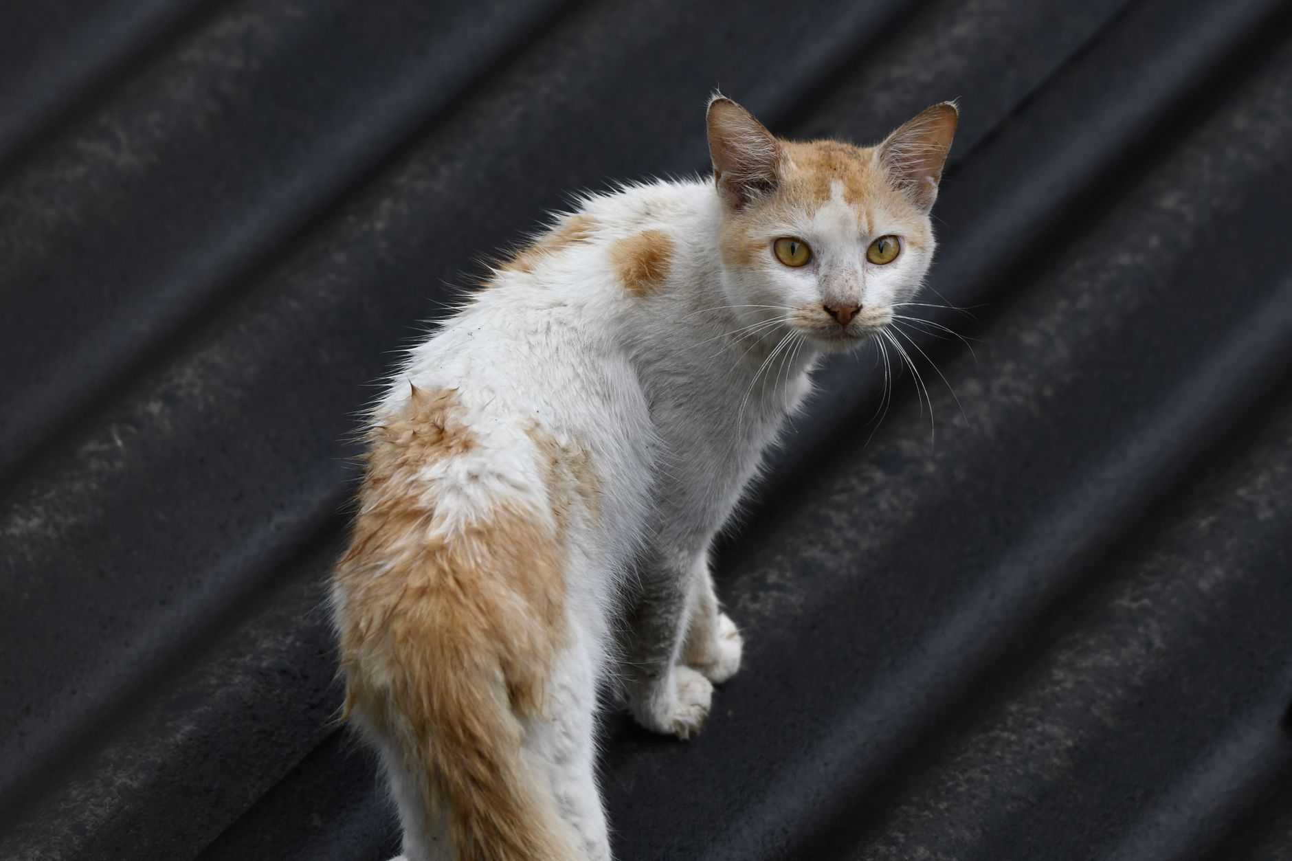 Portrait of a cat at a veterinary clinic