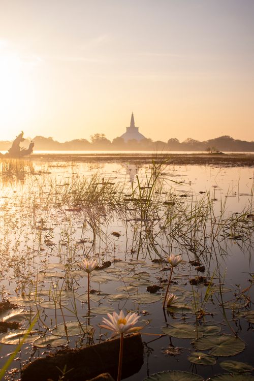 Free A tranquil scene of a lotus pond at sunset with a distant stupa silhouetted against the sky. Stock Photo