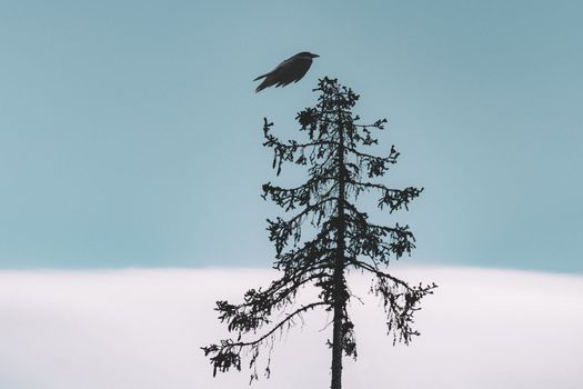 crow photo