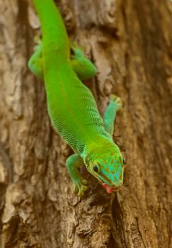 gecko photo