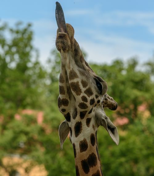 Free Giraffe headshot with long neck reaching up against a verdant background. Stock Photo
