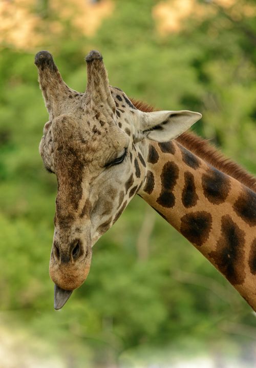 Free Close-up headshot of a giraffe in its natural habitat, showcasing long neck and spotted pattern. Stock Photo