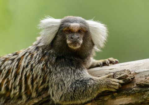 Picture for The Mystery of Smooth Brains and What It Reveals About Our Own