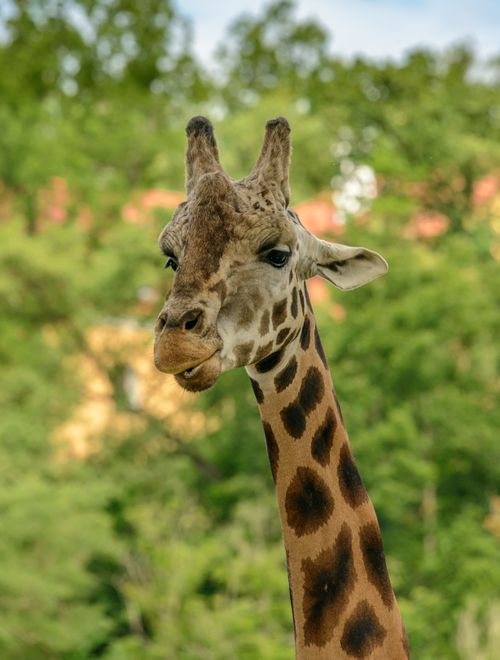 Free Close-up portrait of a giraffe in an outdoor wildlife setting with greenery. Stock Photo