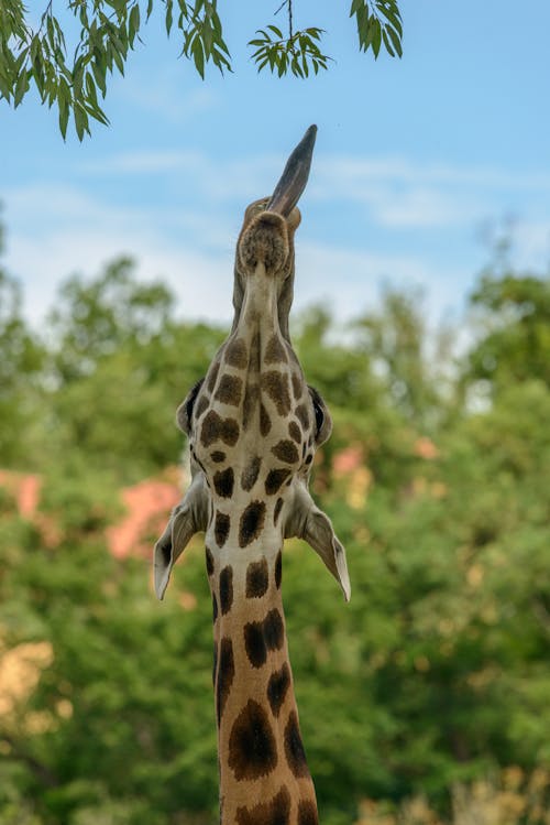 動物, 哺乳動物, 垂直拍摄 的 免费素材图片