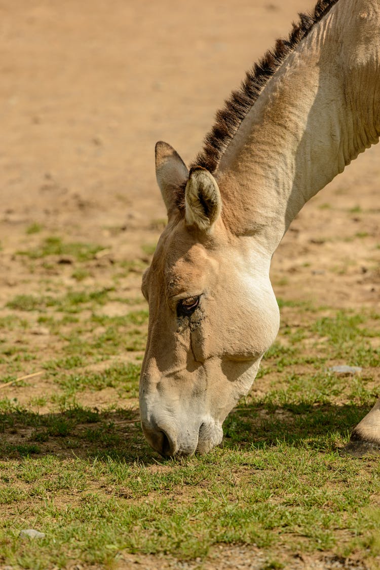 Turkmenian Kanal Eating Grass 