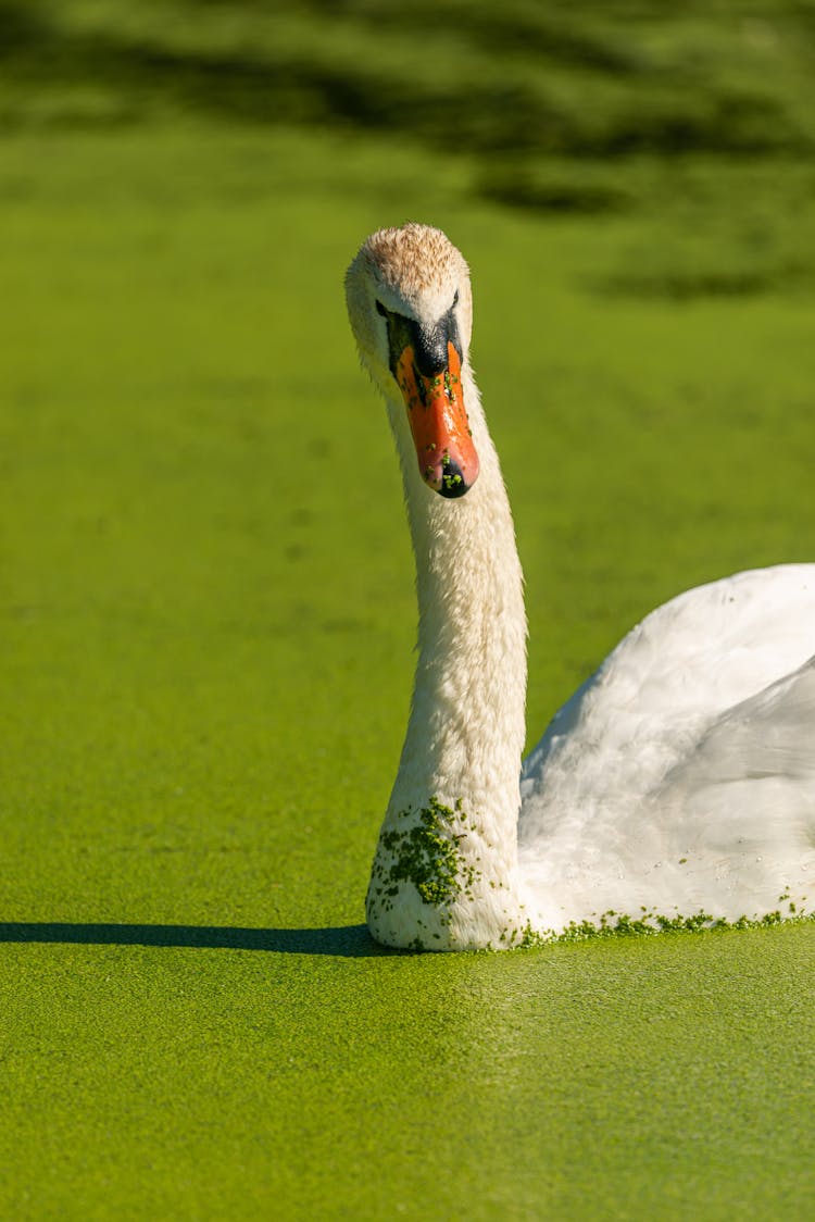 White Swan Floating On Water