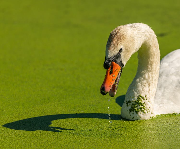 White Swan Floating On Water