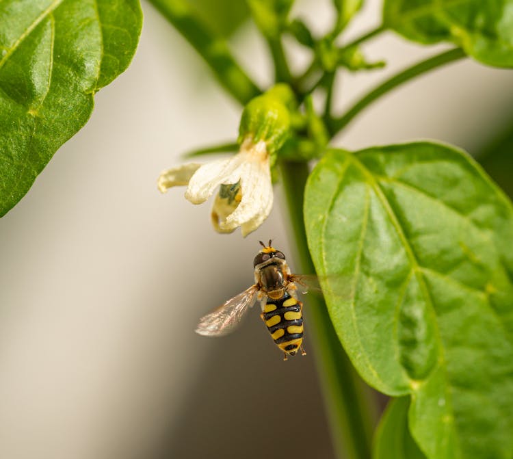 A Black And Yellow Bee Flying Near Flower