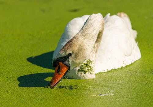 Swan in Lake Covered with Algae