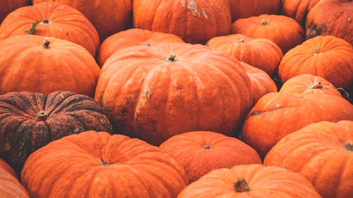 Why pumpkin shines in September weather?