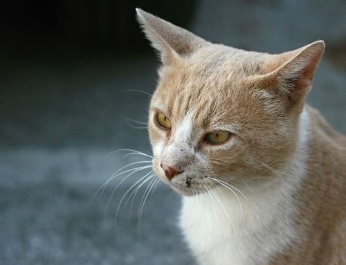 Free A yellow and white tabby cat looking afar in Sumartin, Croatia. Stock Photo
