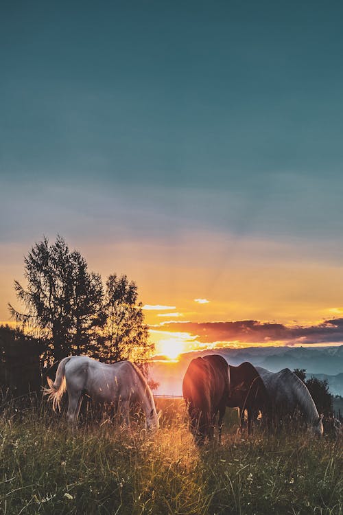 Four Assorted-color Horse on Grass Fields Near Tall Trees during Sunset