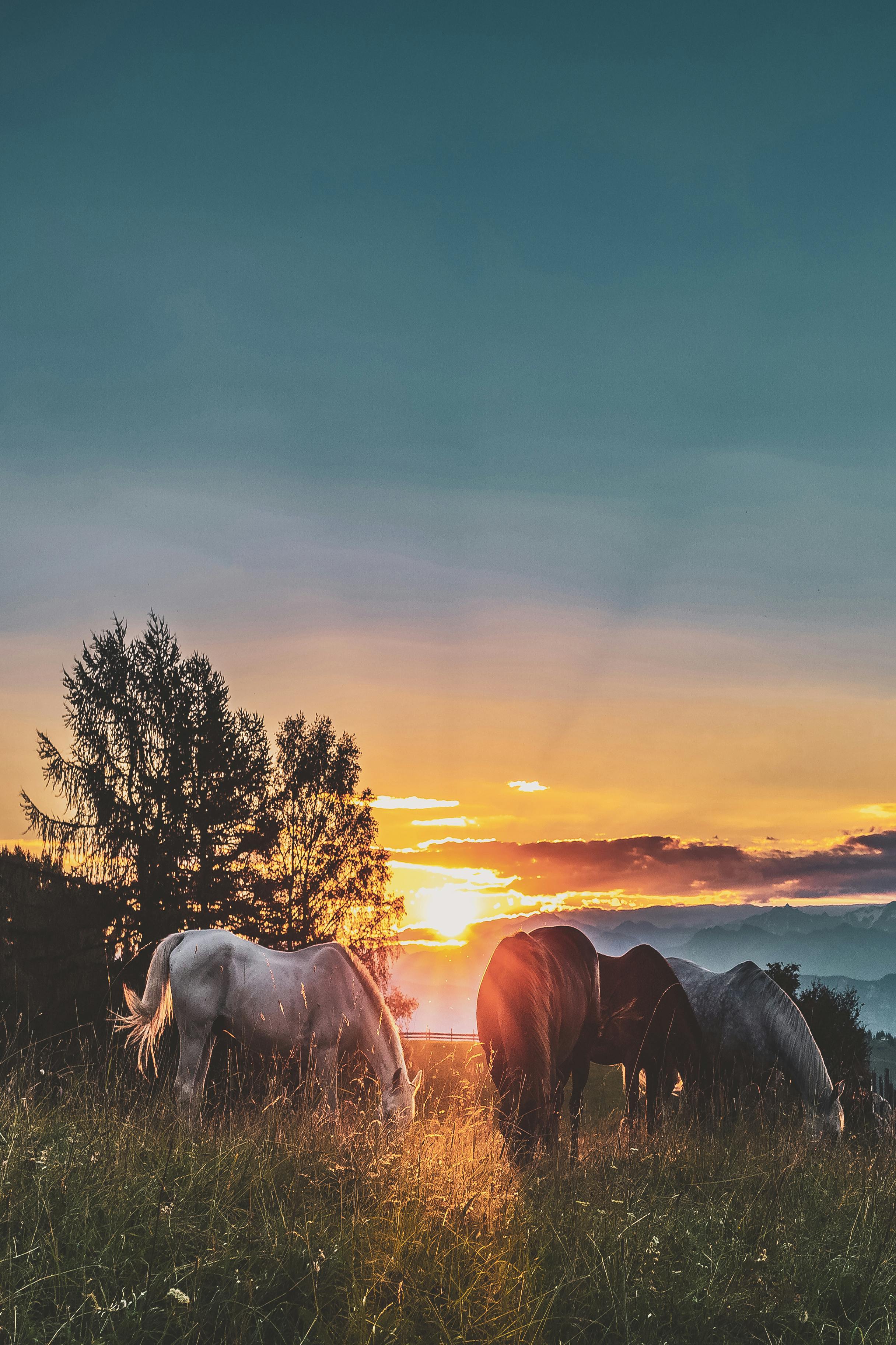 100,000+ Best Lock Screen Wallpaper Photos · 100% Free Download · Pexels  Stock Photos