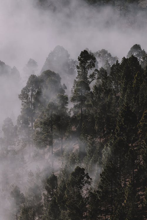 Free Photo of Forest Covered by Fog Stock Photo