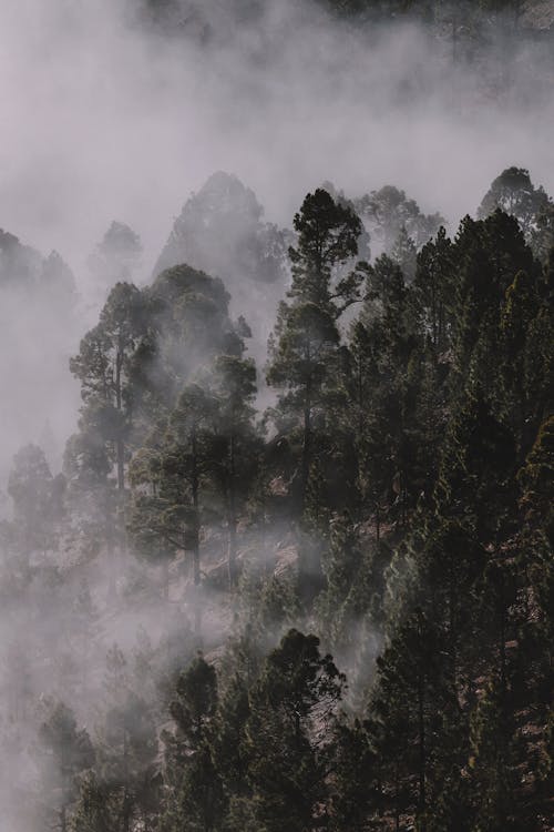 Photo of Forest Covered by Fog