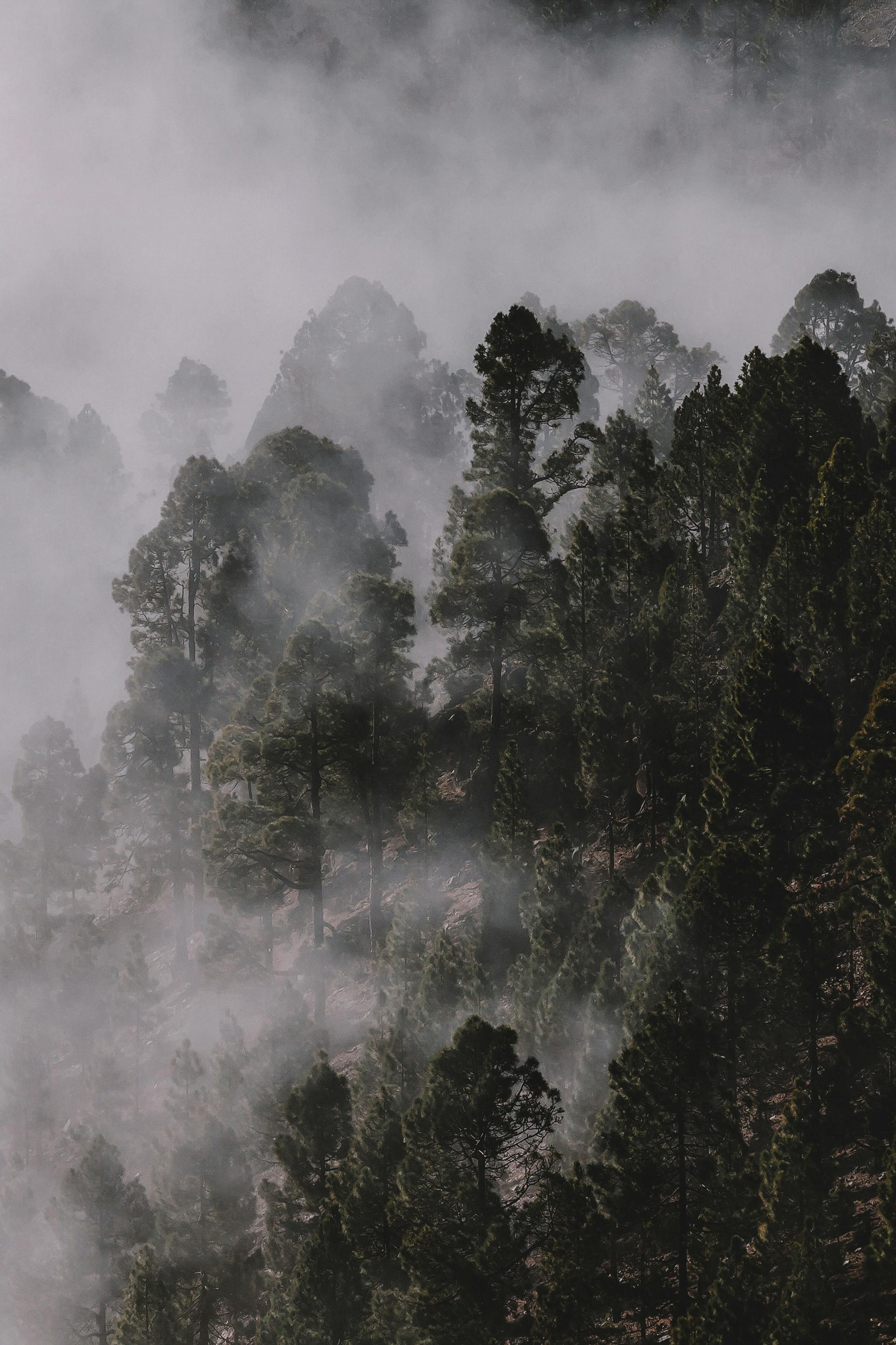 Misty forest canopy in New Zealand