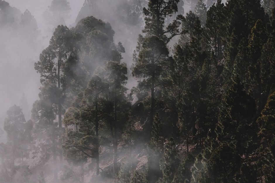 Fog-covered forest with tall pine trees — iboga root bark comes from the Central African rainforest where it has been used ceremonially for centuries in the Bwiti tradition