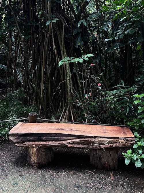 mazoala, orman, yağmur ormanı içeren Ücretsiz stok fotoğraf