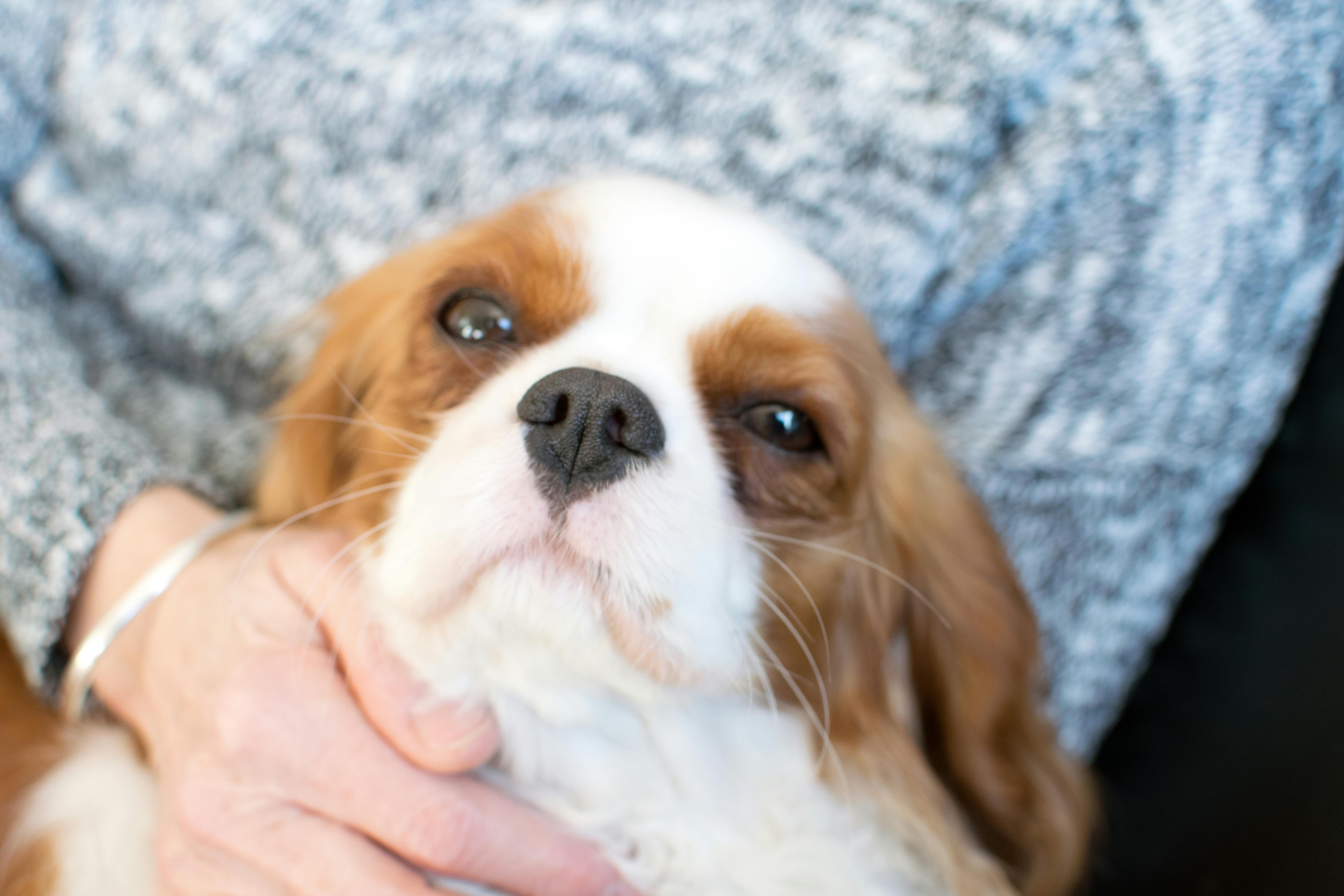 かわいい犬 キャバリアキングチャールズスパニエル 犬の無料の写真素材