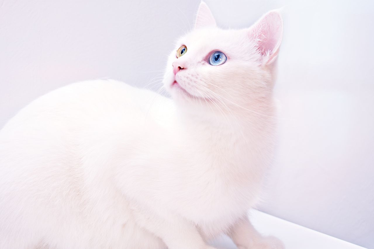 adorable white cat with striking heterochromia eyes perfect for pet lo