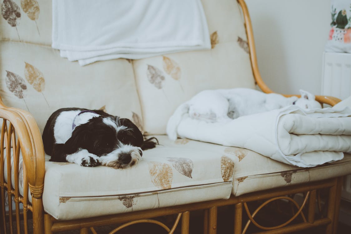 Free White and Black Dogs Lying on White Loveseat Stock Photo