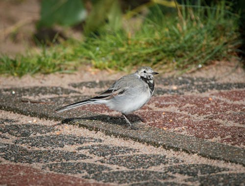 Black-Backed Wagtail Perched on the Ground