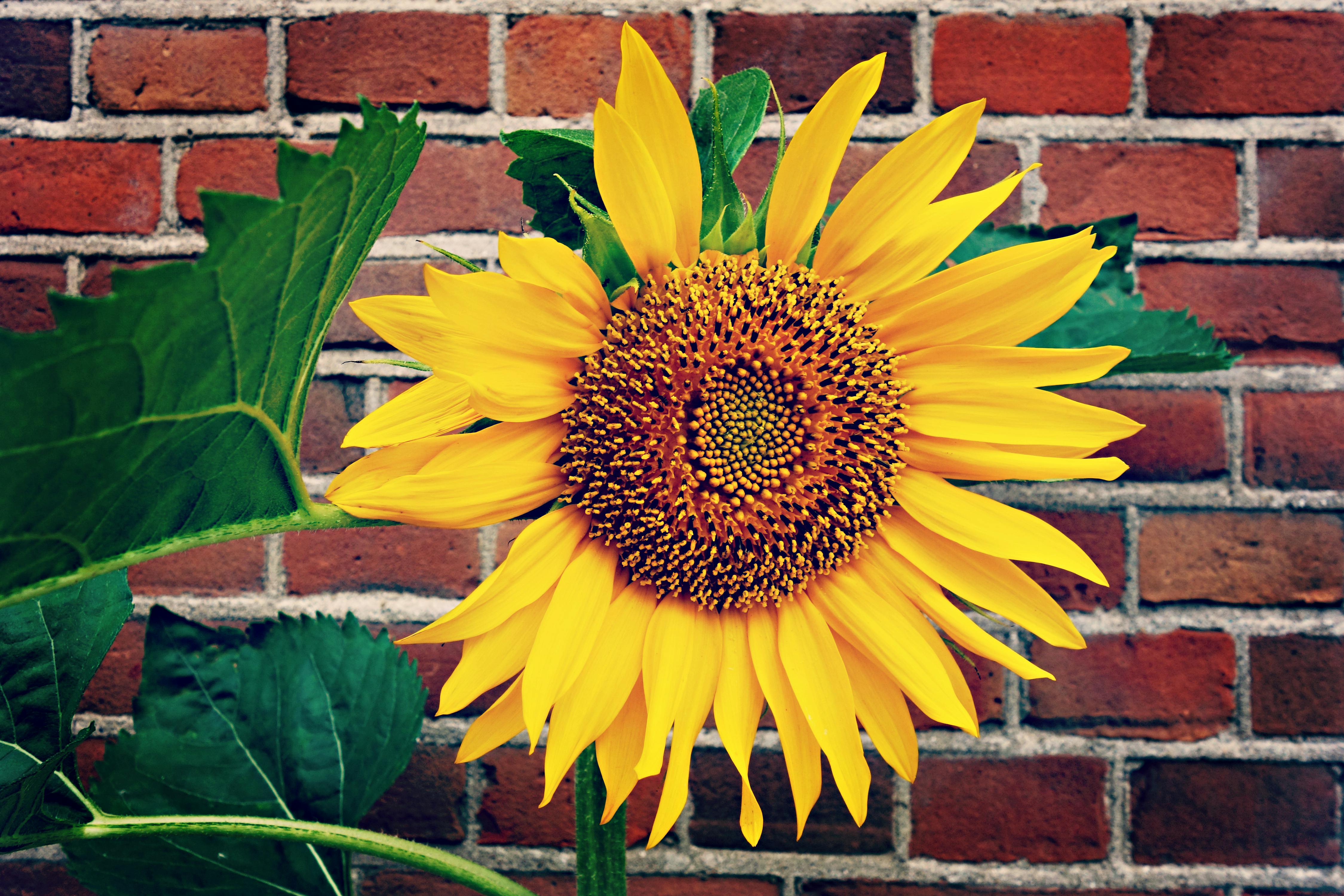 Yellow Sunflower in Bloom Near Red Brick Wall · Free Stock Photo
