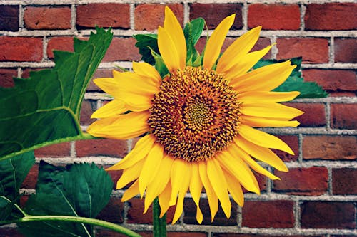 Yellow Sunflower in Bloom Near Red Brick Wall