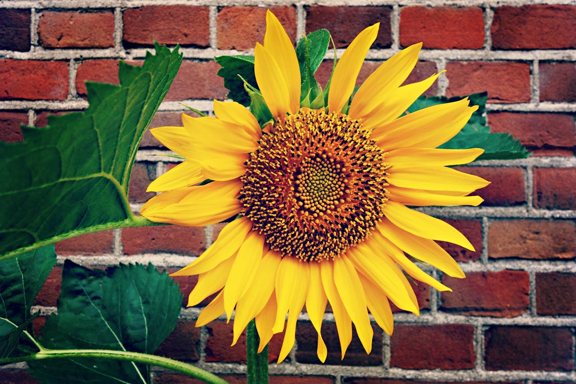 Ilmainen kuvapankkikuva tunnisteilla auringonkukka, kasvi, kasvikunta Kuvapankkikuva