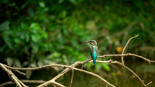 Free A vibrant kingfisher bird sits on a tree branch in a lush, green natural setting. Stock Photo