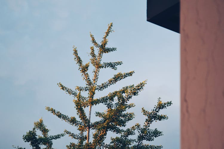 Tree Growing On Blue Sky Background