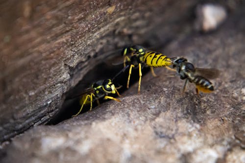 Foto d'estoc gratuïta de abella, natura, rusc