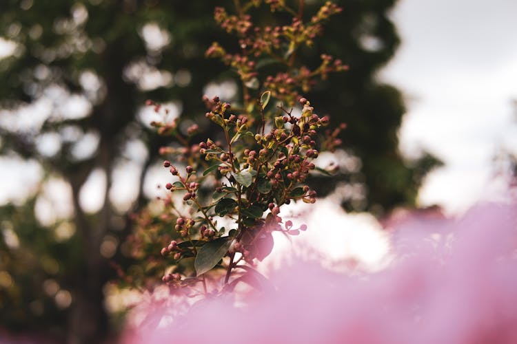 Tree Branch With Flower Buds