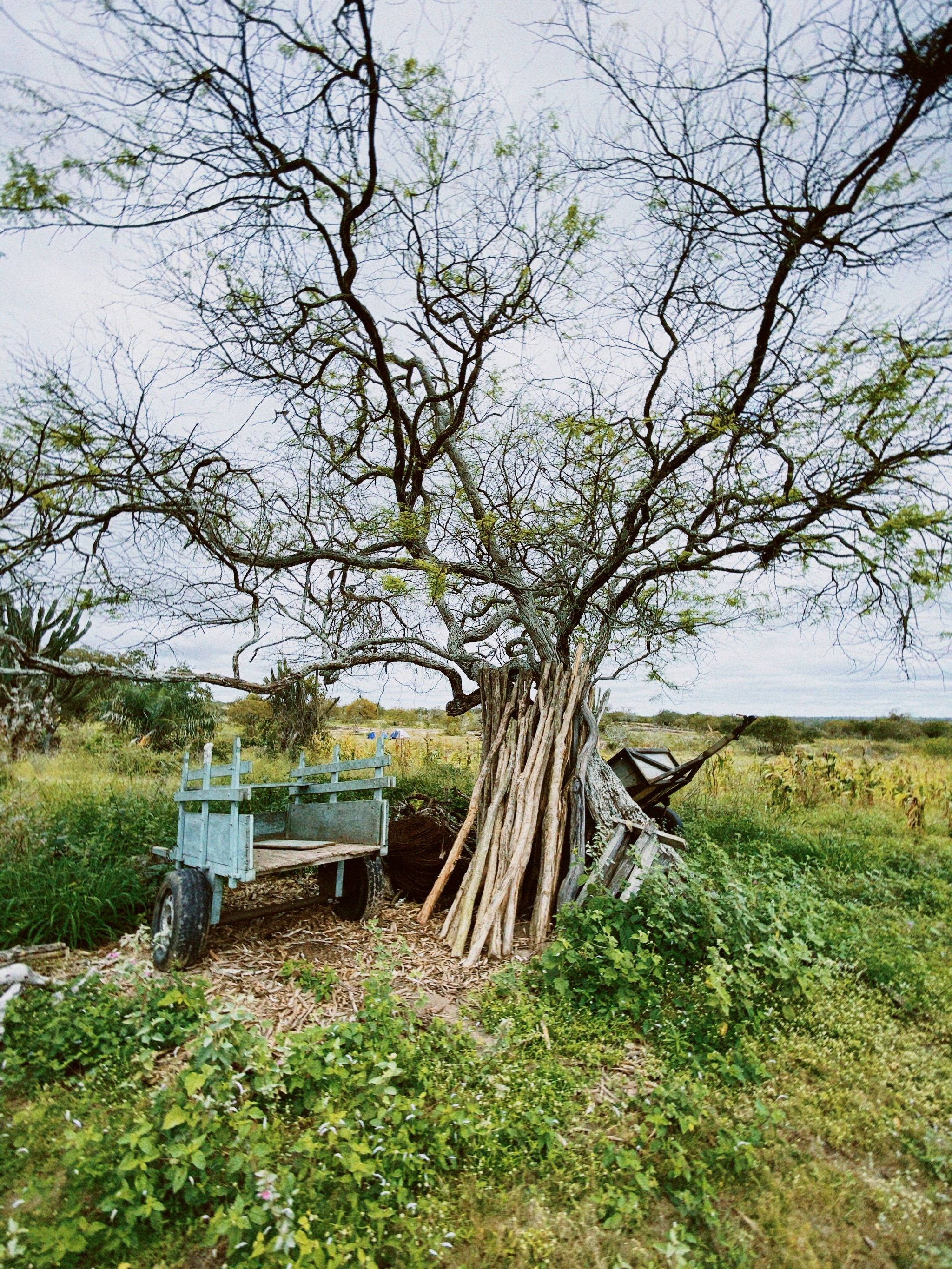 A Blue Wooden Cart Near Tree · Free Stock Photo