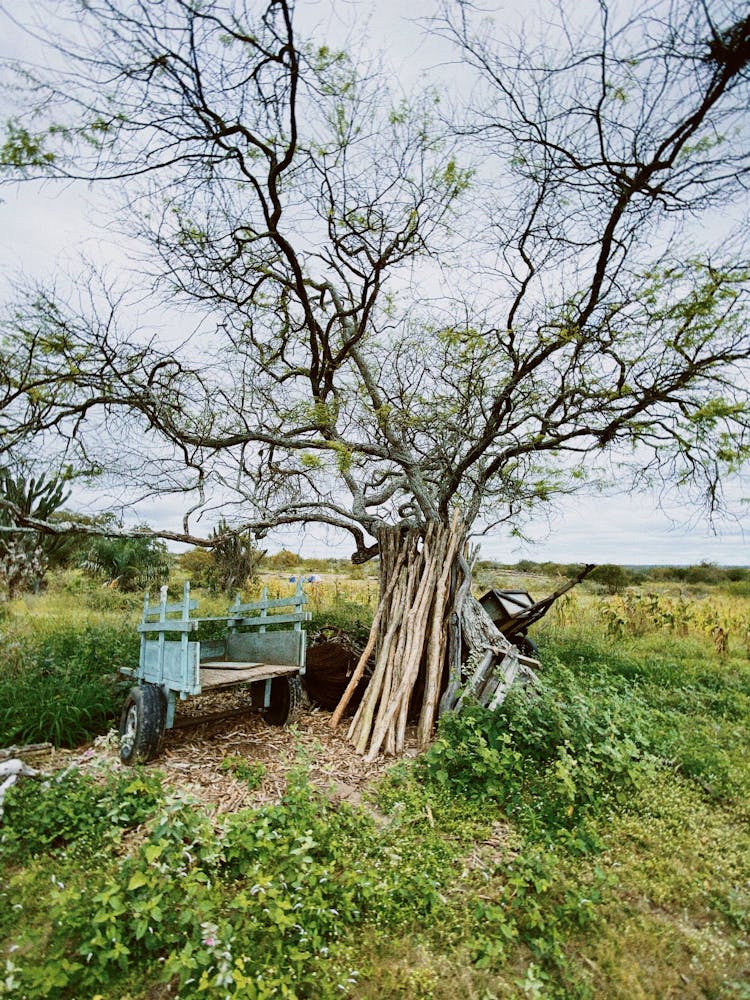 A Blue Wooden Cart Near Tree