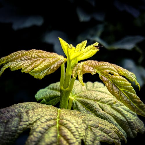 Foto d'estoc gratuïta de insecte, planta