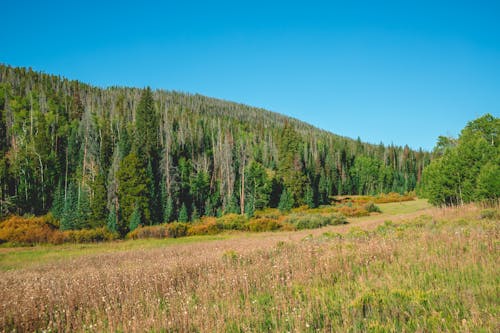 A Green Trees on Grass Field Under the Blue Sky