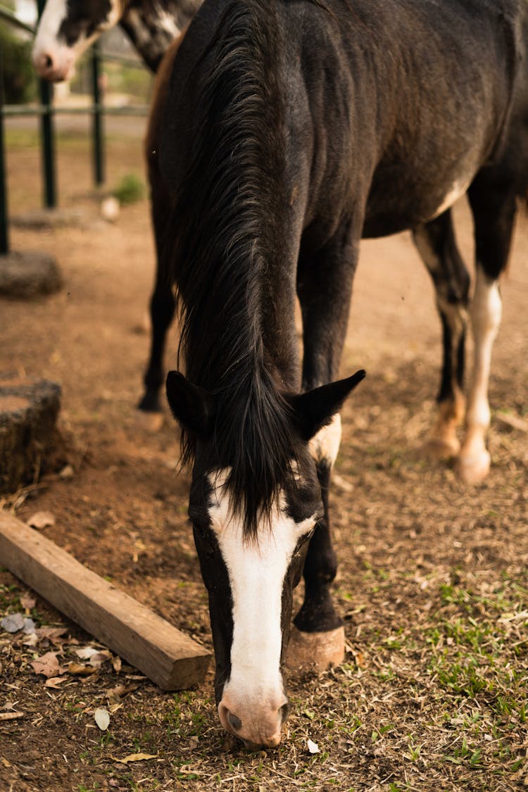 Black And White Horse Eating Grass