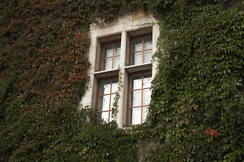 A Low Angle Shot of a Window Surrounded with Green Plants