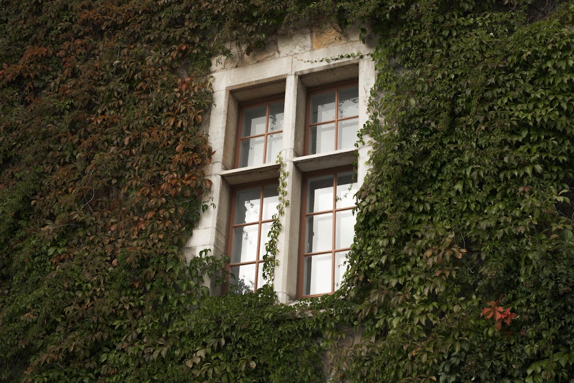 A Low Angle Shot of a Window Surrounded with Green Plants
